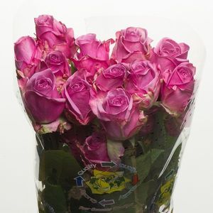 ROSE COOL WATER 50